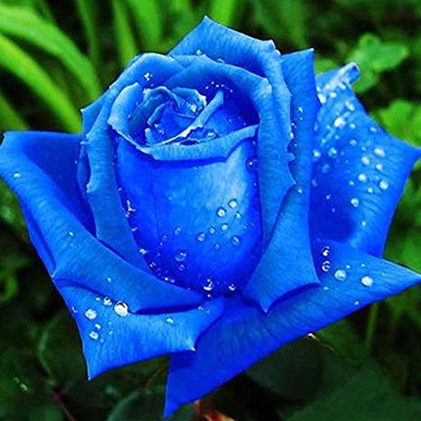rosa azul
